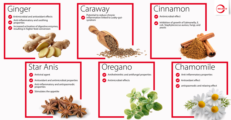 Botanicals_and_intestinal_health.jpeg