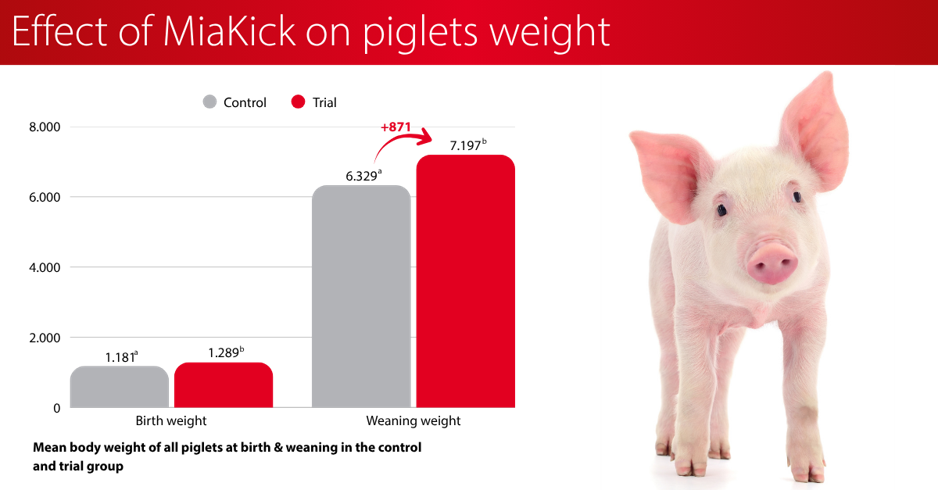 Effect_of_MiaKick_on_piglets_weight.jpeg