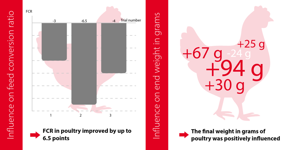Field_trials_in_poultry_farming.jpeg