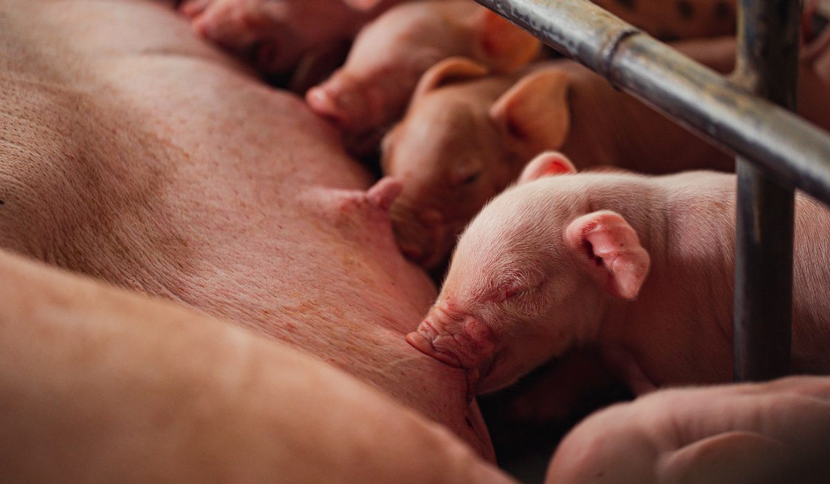 Effect on MiaKick on piglets weight
