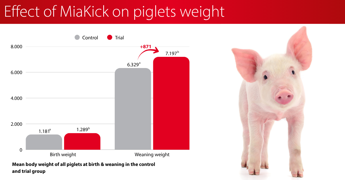 Effect on MiaKick on piglets weight