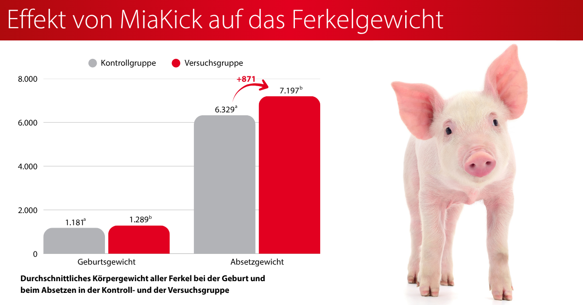 Effekt von MiaKick auf das Ferkelgewicht