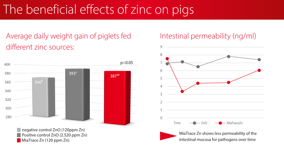 The_beneficial_effects_of_zinc_on_pigs.jpeg