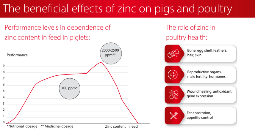 The_beneficial_effects_of_zinc_on_pigs_and_poultry.jpeg