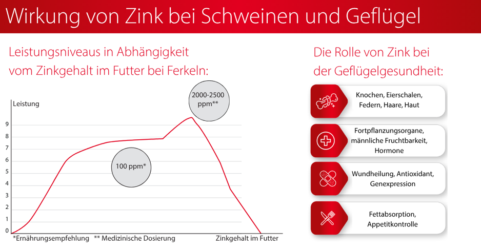 Wirkung_von_Zink_bei_Schweinen_und_Geflügel.jpeg