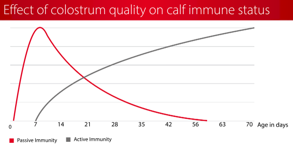Effect of colostrum