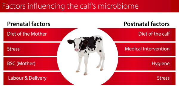 Factors influencing the calfs microbiome