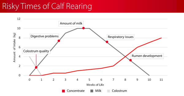 Risky Times of Calf Rearing