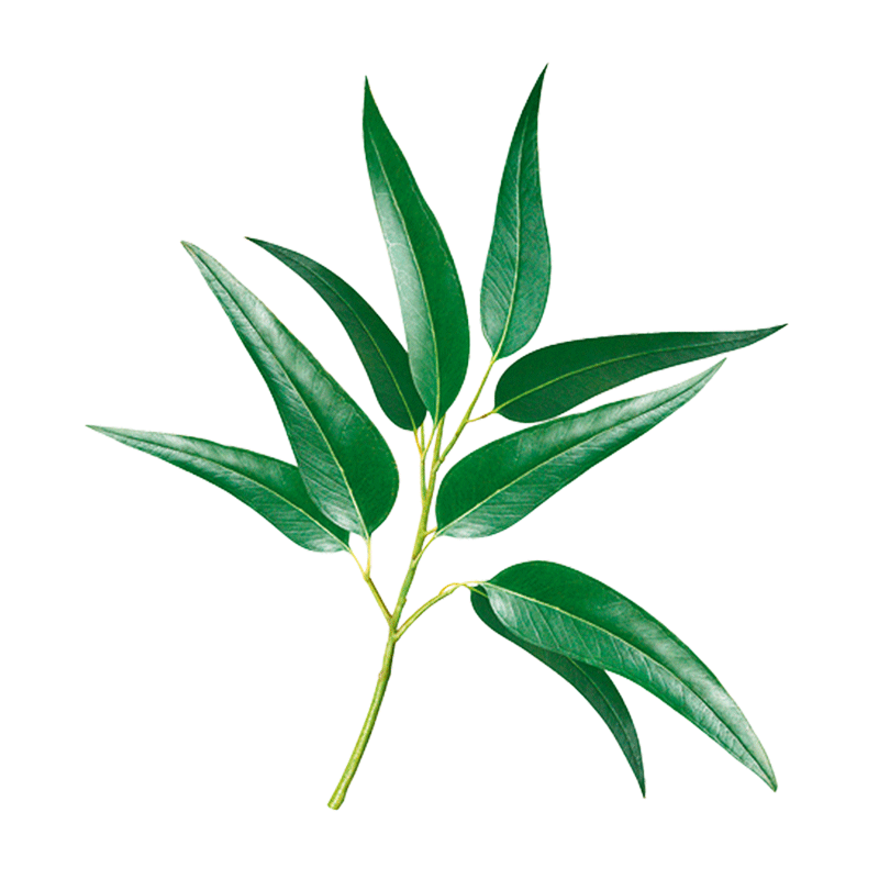 miarom plant 1