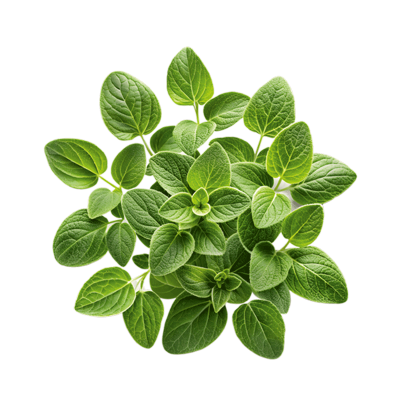 miarom plant 2