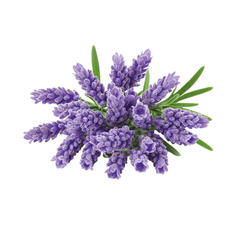 miarom plant 4