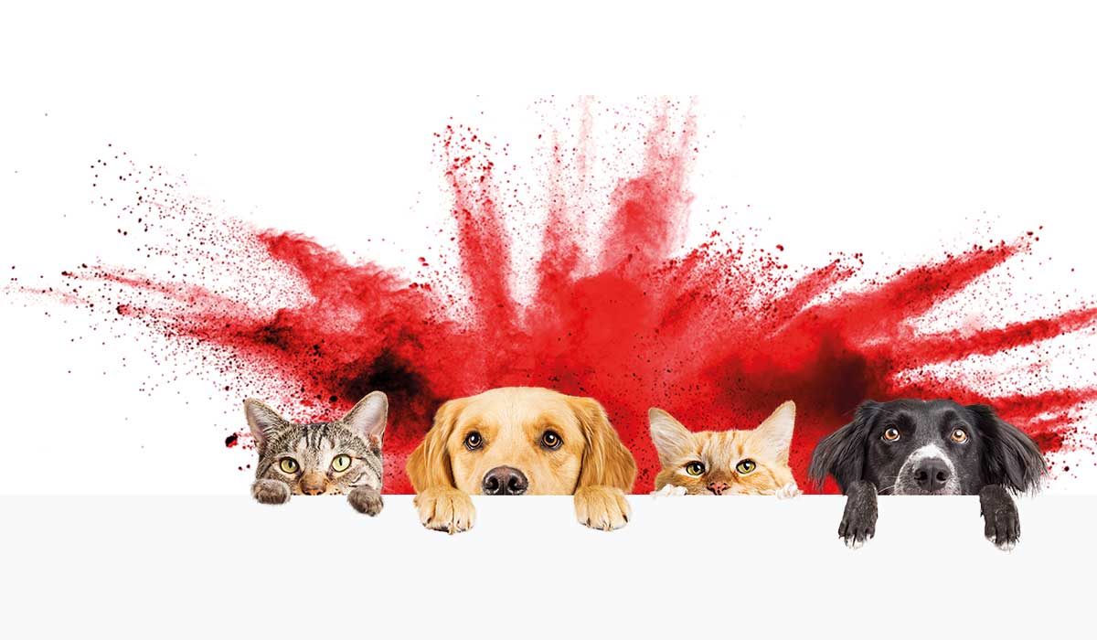 Astaxanthin manufacturer Astaxanthin manufacturer